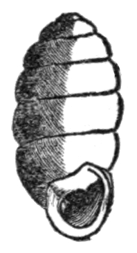 Pupilla blandi